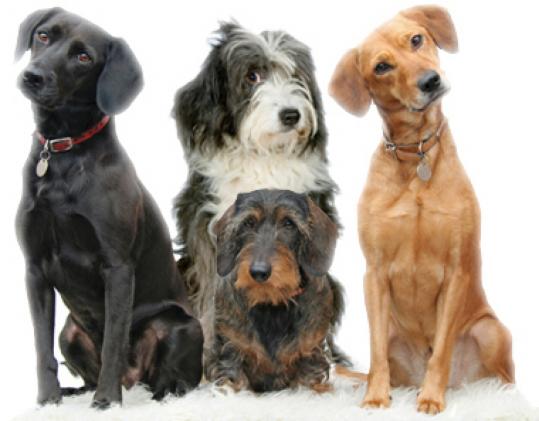 Going to the dogs can result in health and happiness